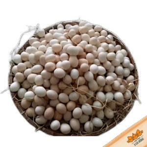 Trứng gà tre thả vườn