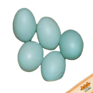 Trứng vịt trời